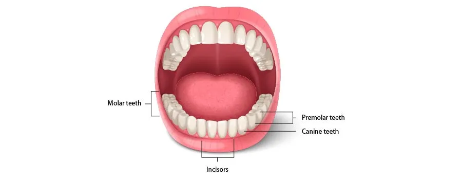 the-Types-of-Tooth.webp